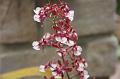 06 Chocolate orchid